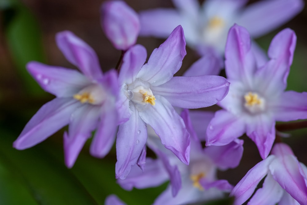 lavender petaled flower