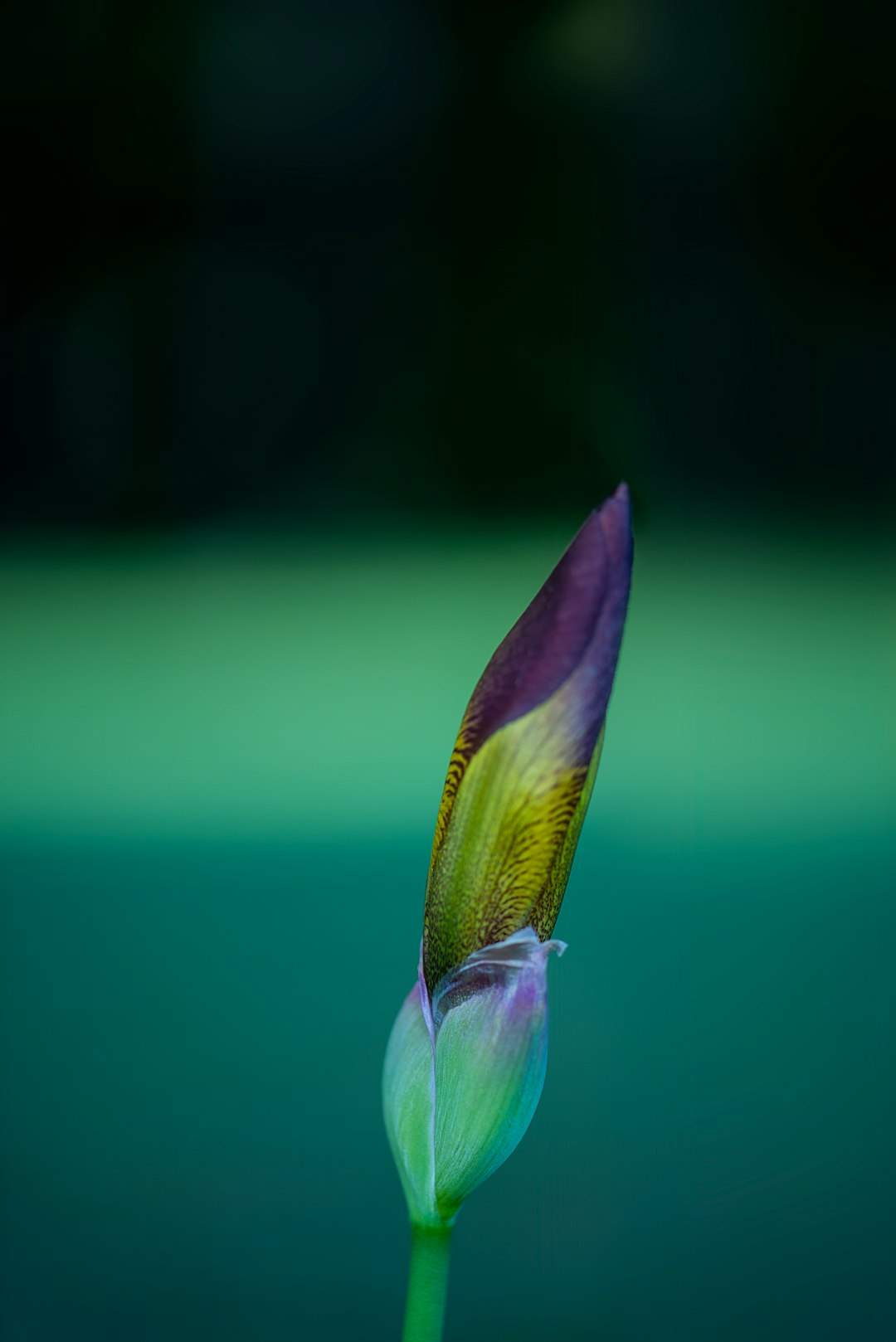 purple-petaled flower