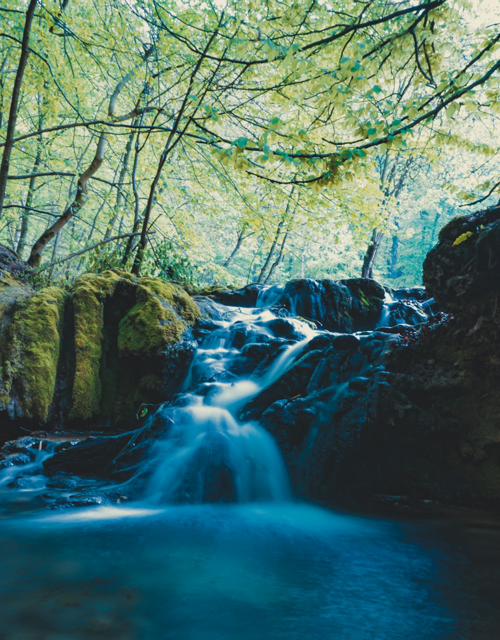 river in forest at daytime