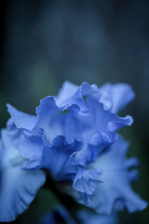 blue flower in close-up photography