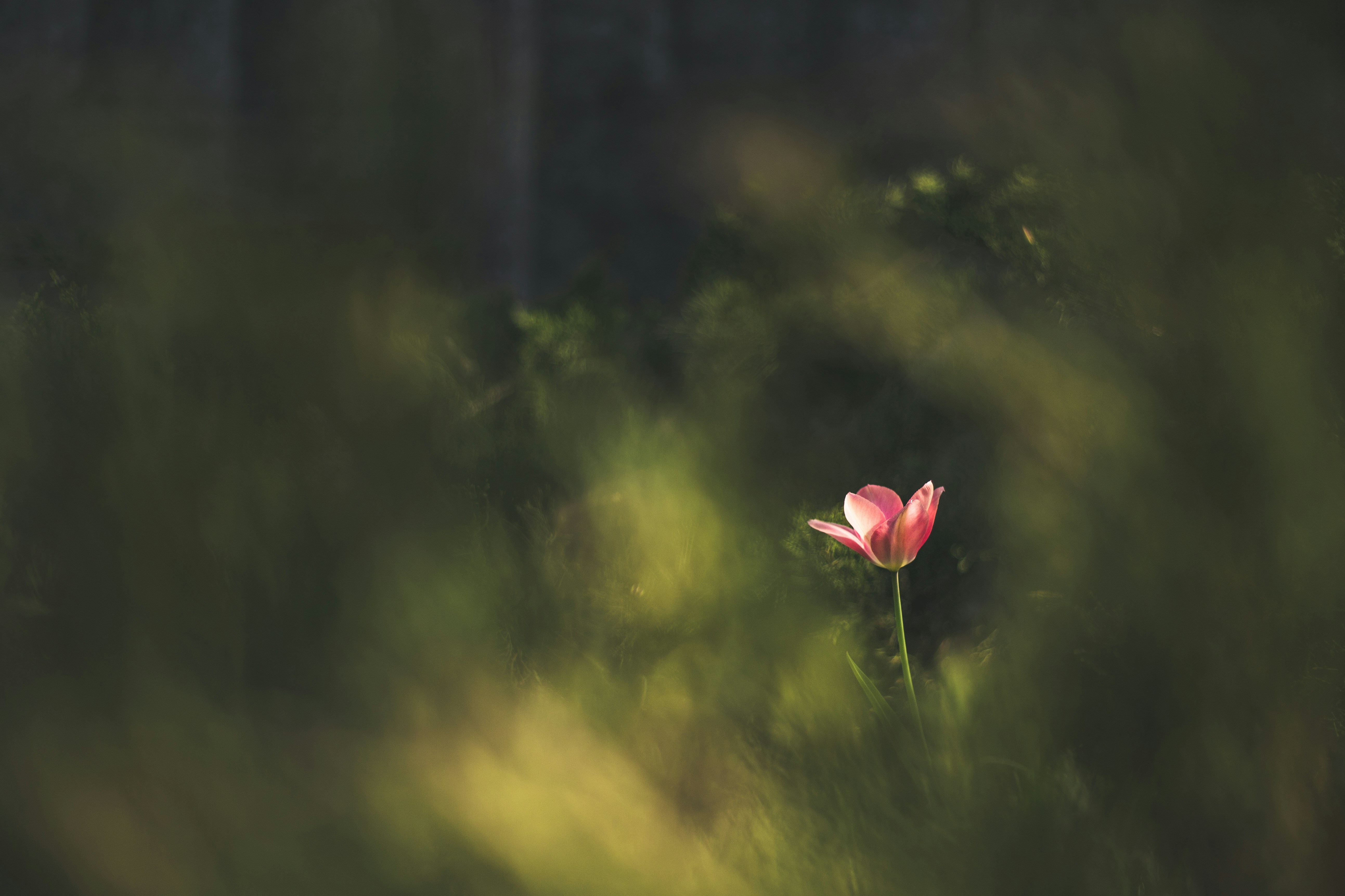 photo of pink flowers
