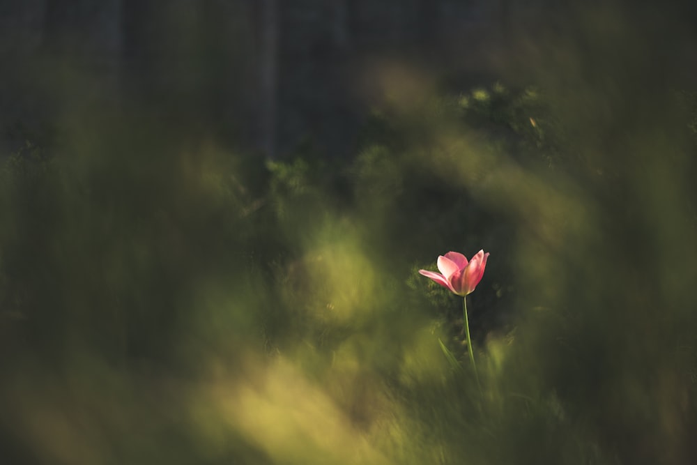 photo of pink flowers