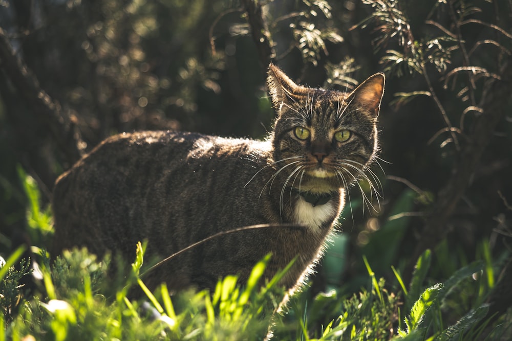 grey cat