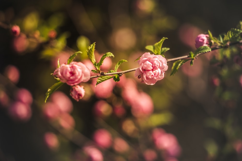 pink flowers with green leaves focus photography