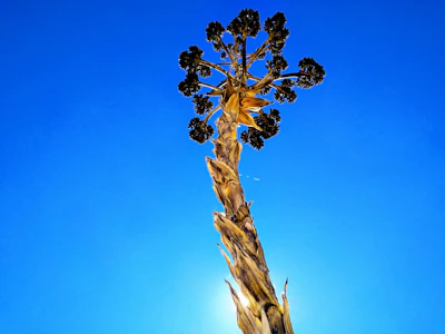 Strong Blue Mango BX1 plant with sturdy branches reaching upward.