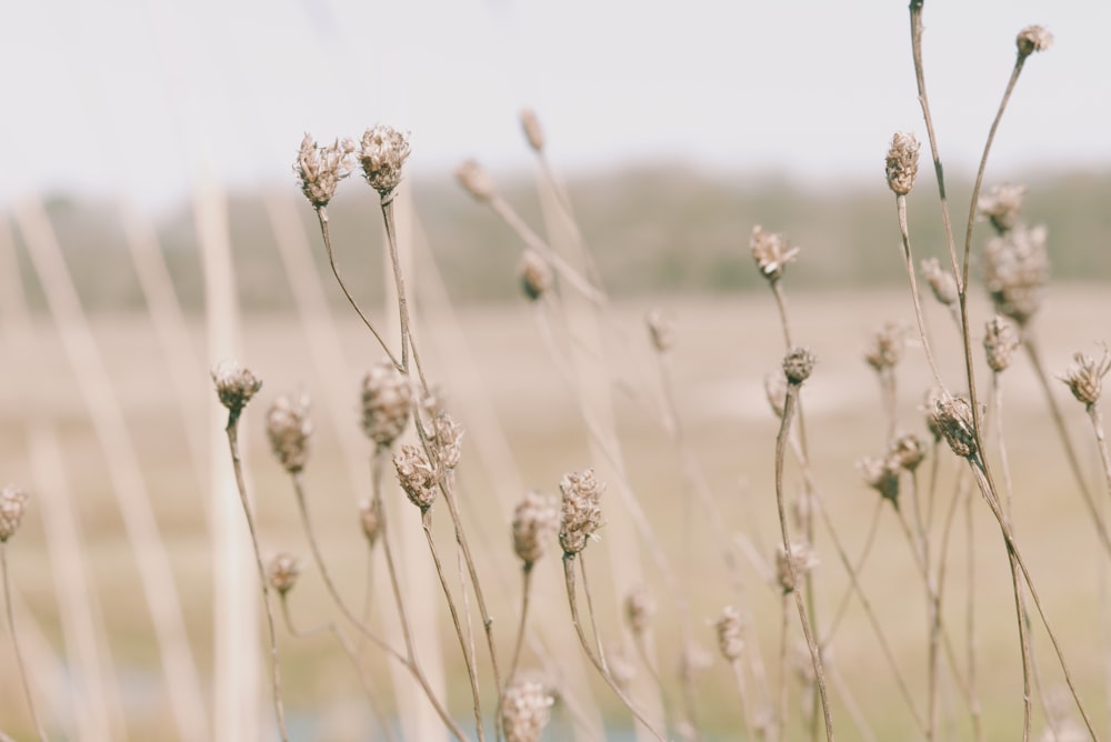 brown flower