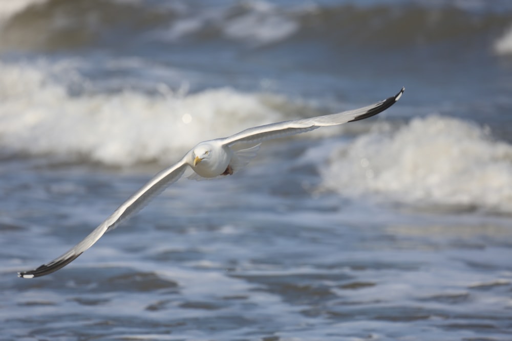 white seagull flying over body of water