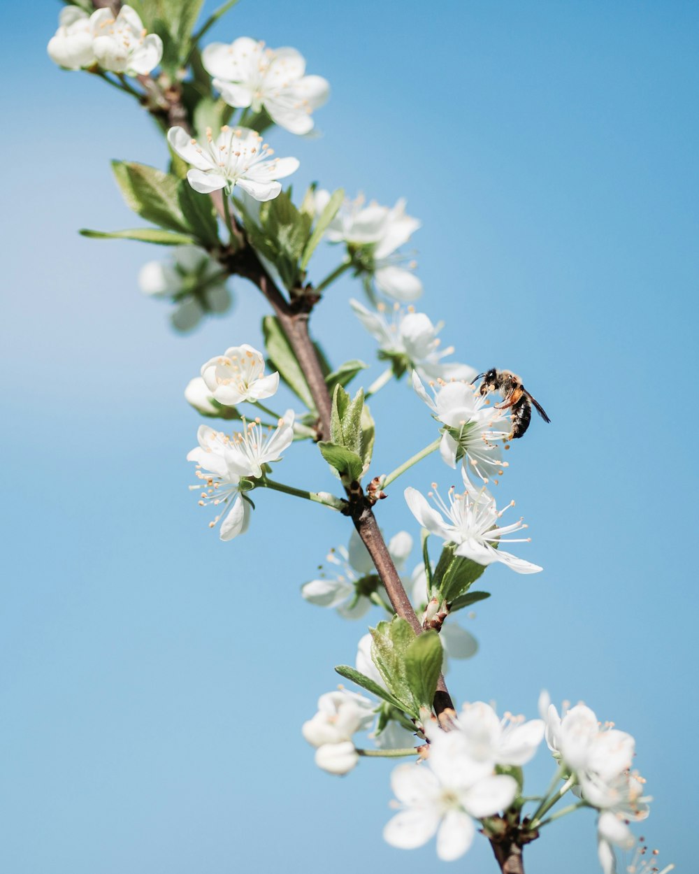 green-leafed plant with white flowers