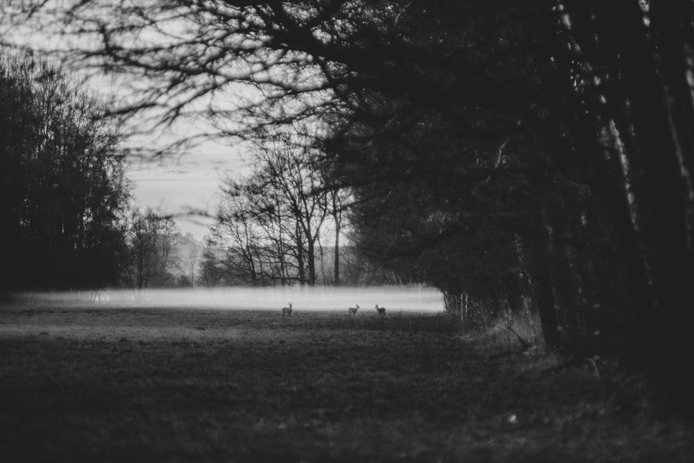 trees near a field grey-scale photography