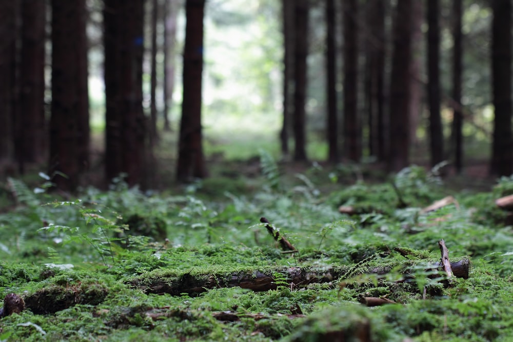 a lush green forest filled with lots of trees