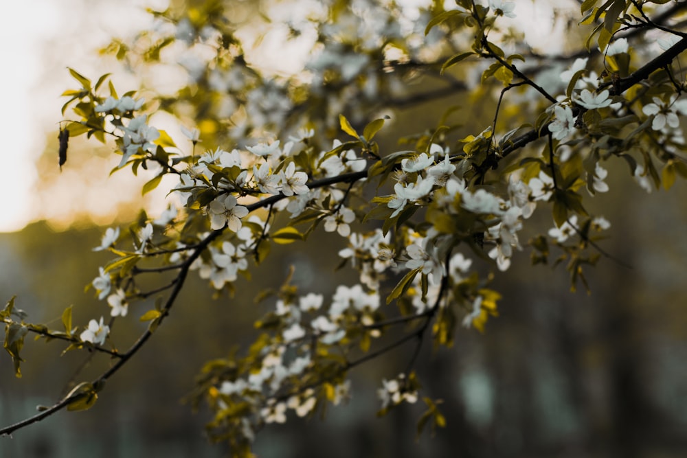 white flowered tree