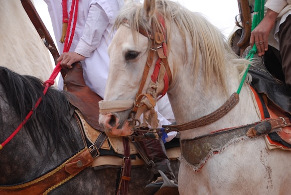 Two horses adorned with colorful reins and saddles. A person wearing a white garment holds the bridle of one of the horses, which has a light coat and a brown leather saddle.