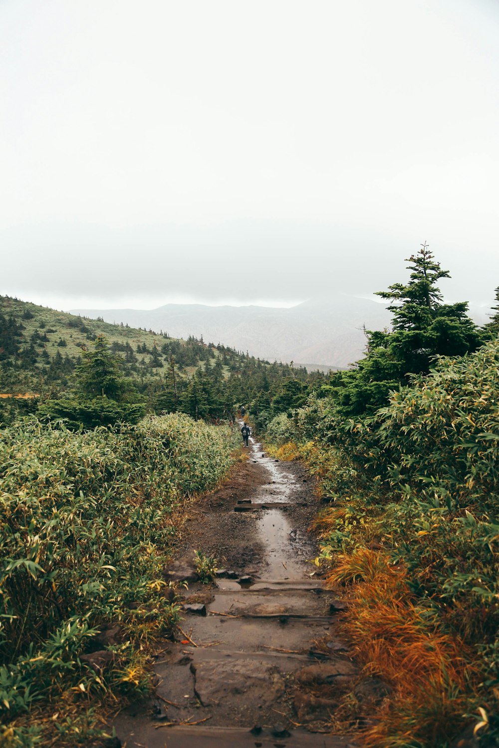 pathway between plants and trees