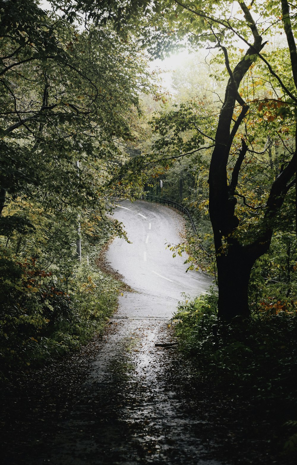 farm road surrounded by trees