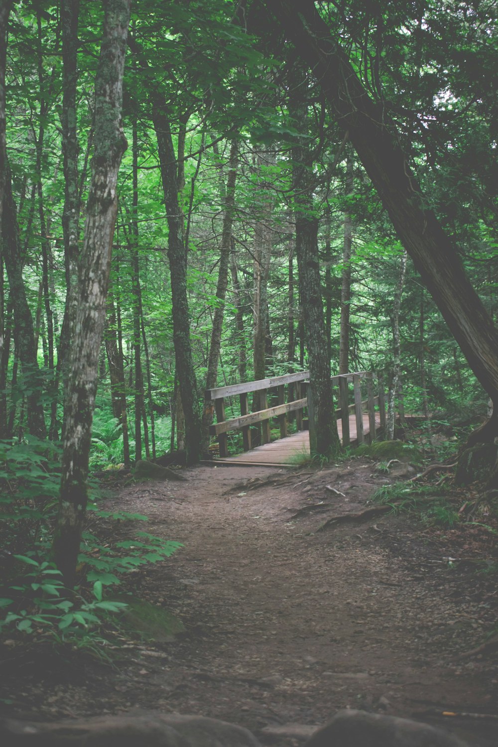 footpath in forest