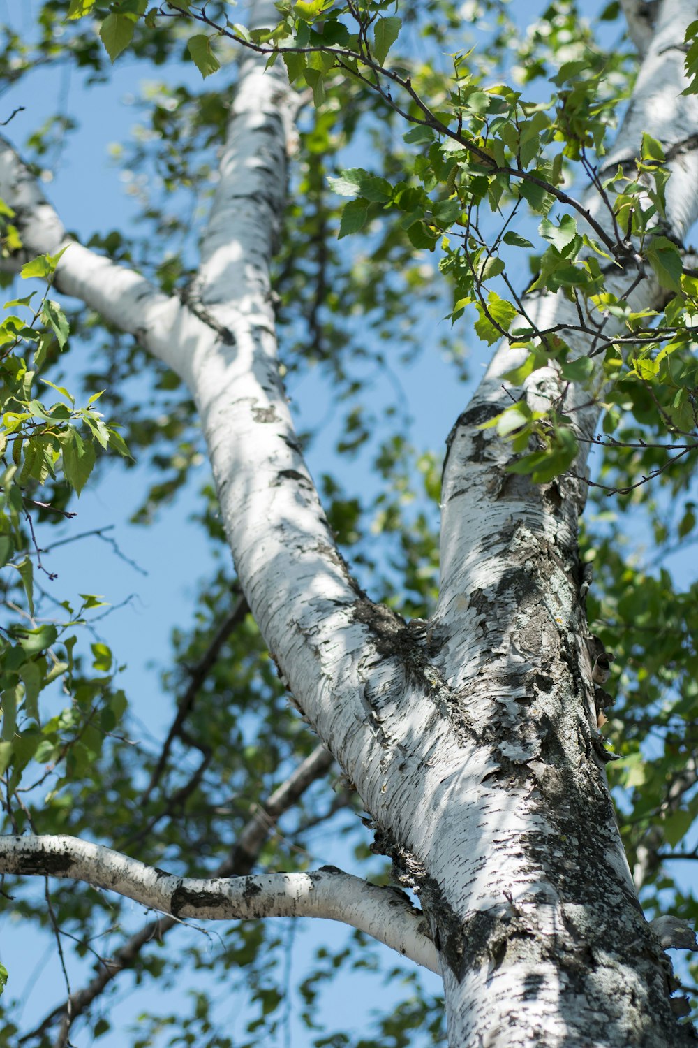 green tree during daytime