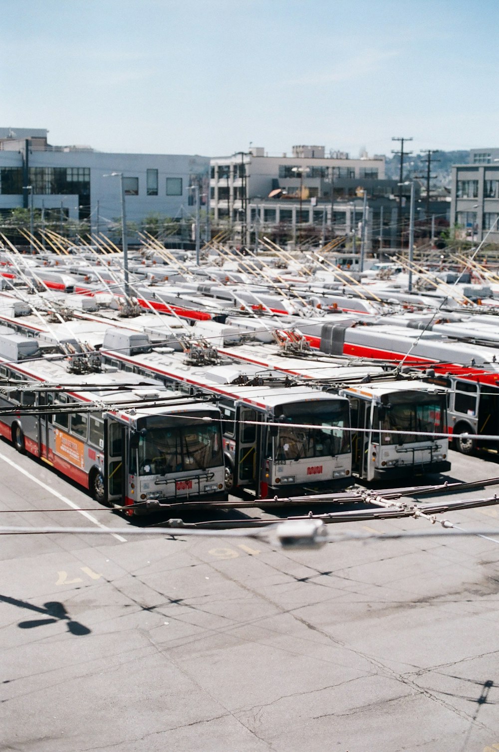 white buses