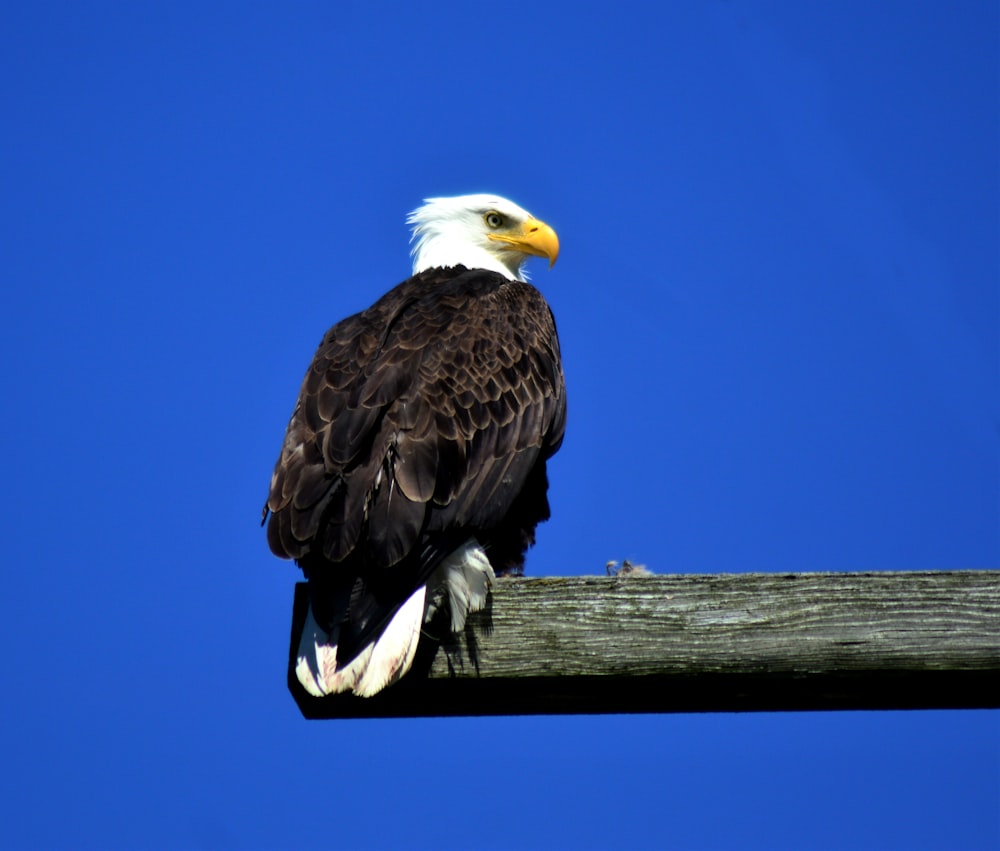 aigle noir et blanc perché sur le bois