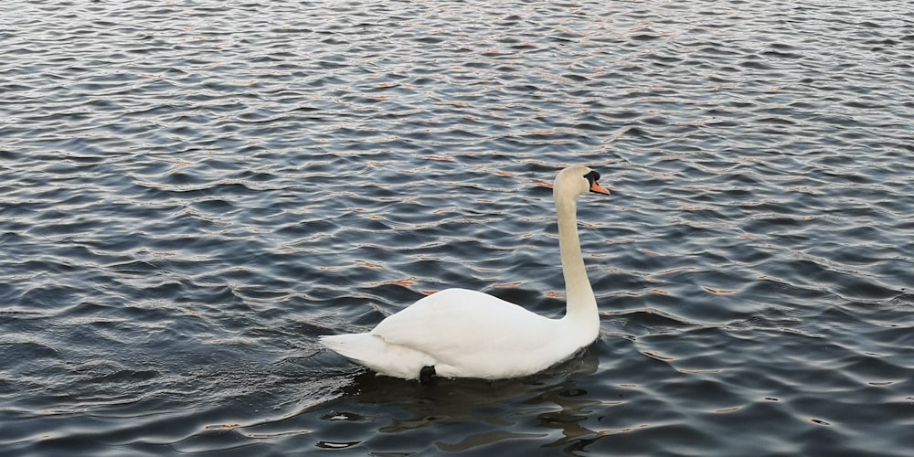 brown swan on water