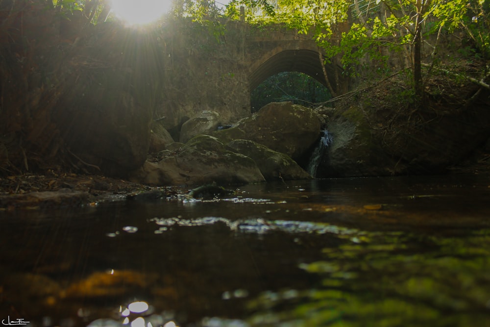 rock blocking on stream surrounded with tall and green trees