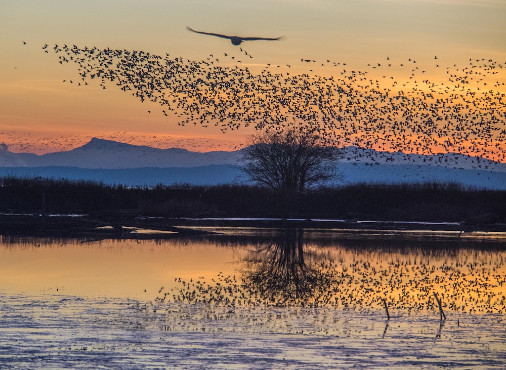 swam of birds during golden hour