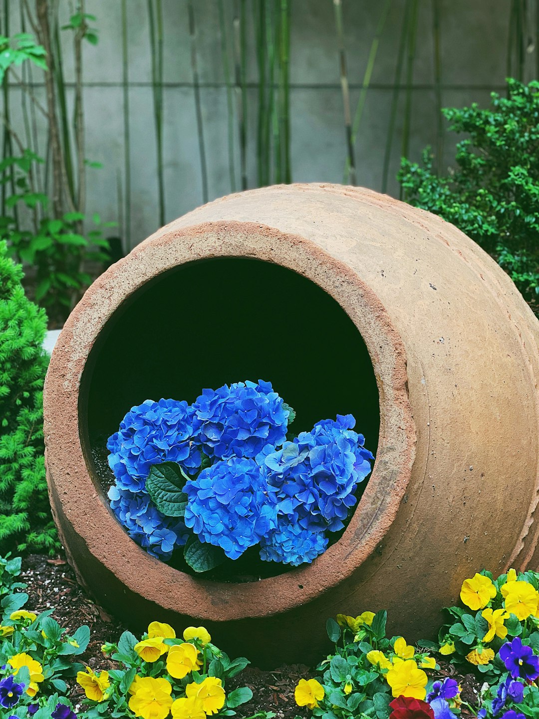 blue hydrangeas in bloom