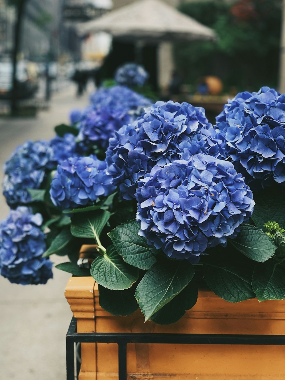 blue petaled flowers on vase