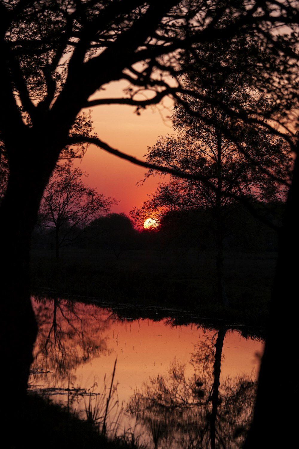 silhouette of trees beside body of water \