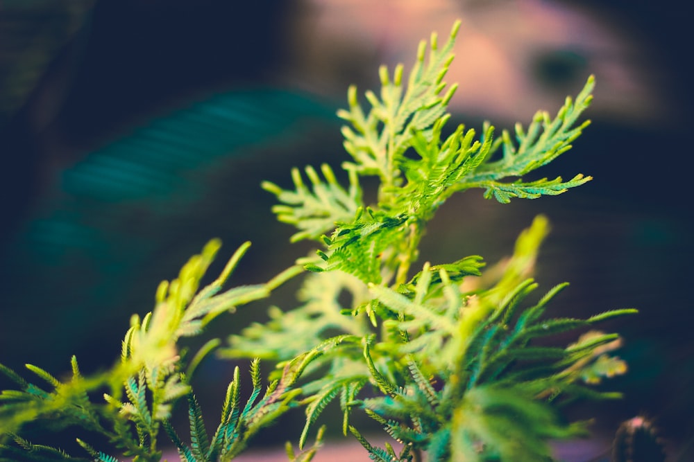 shallow focus photo of green plants