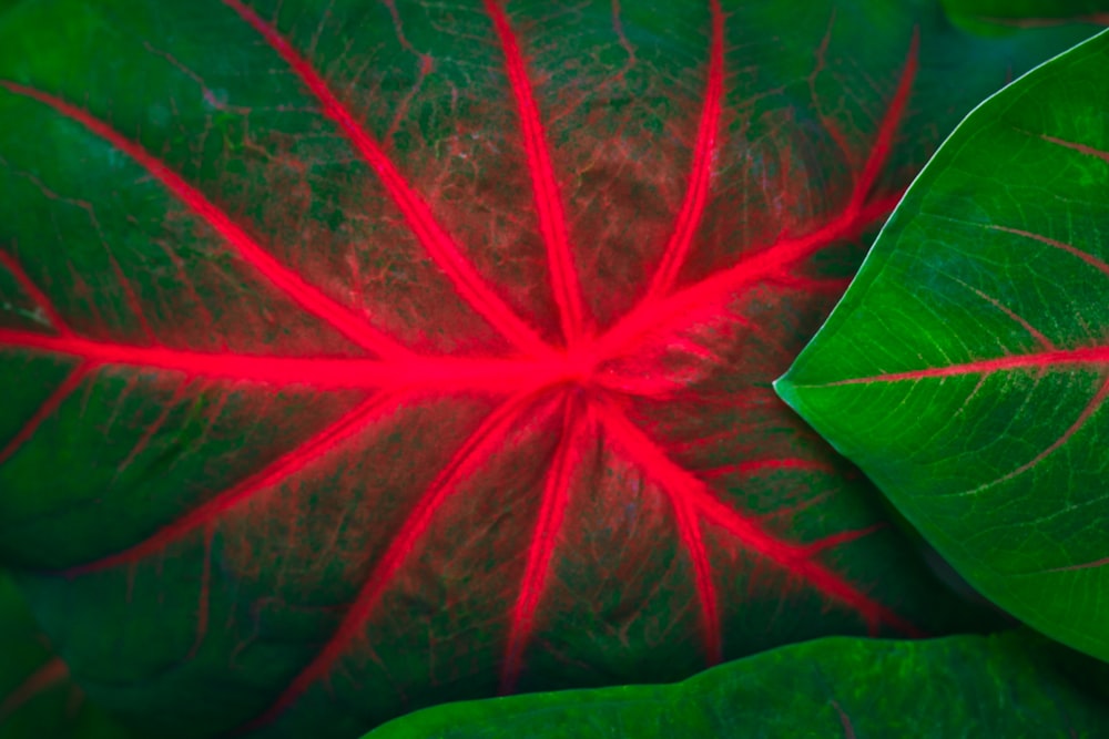 green-leafed plant