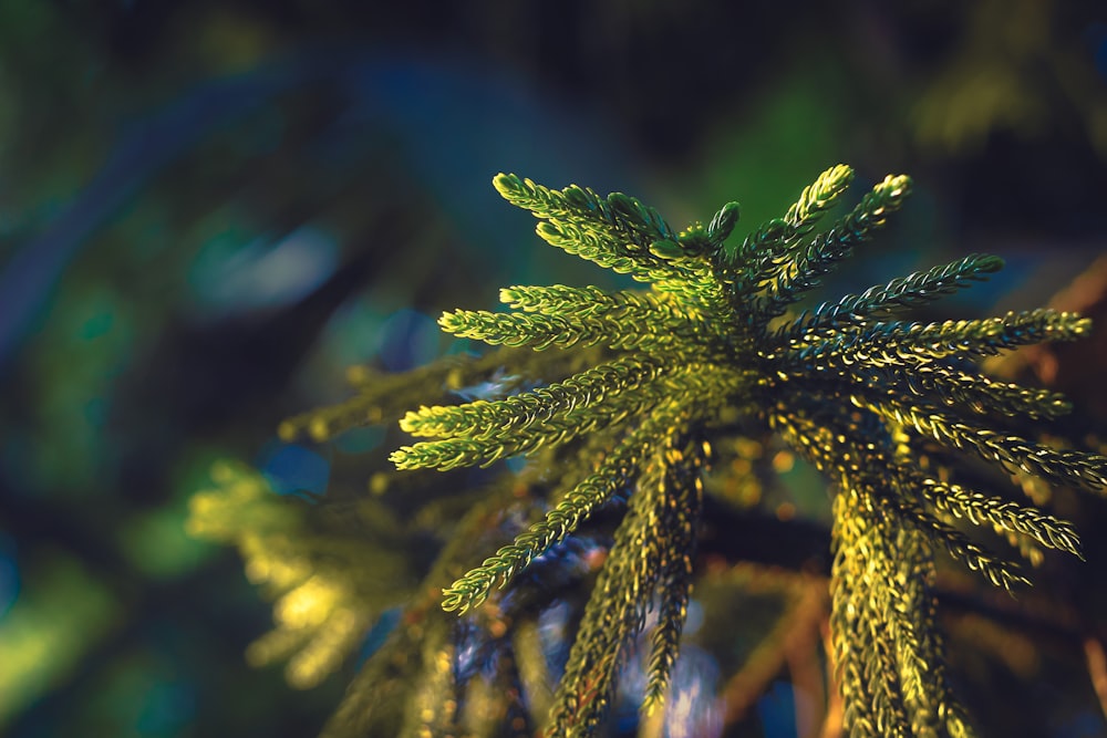 selective focus photography of green leafed plant