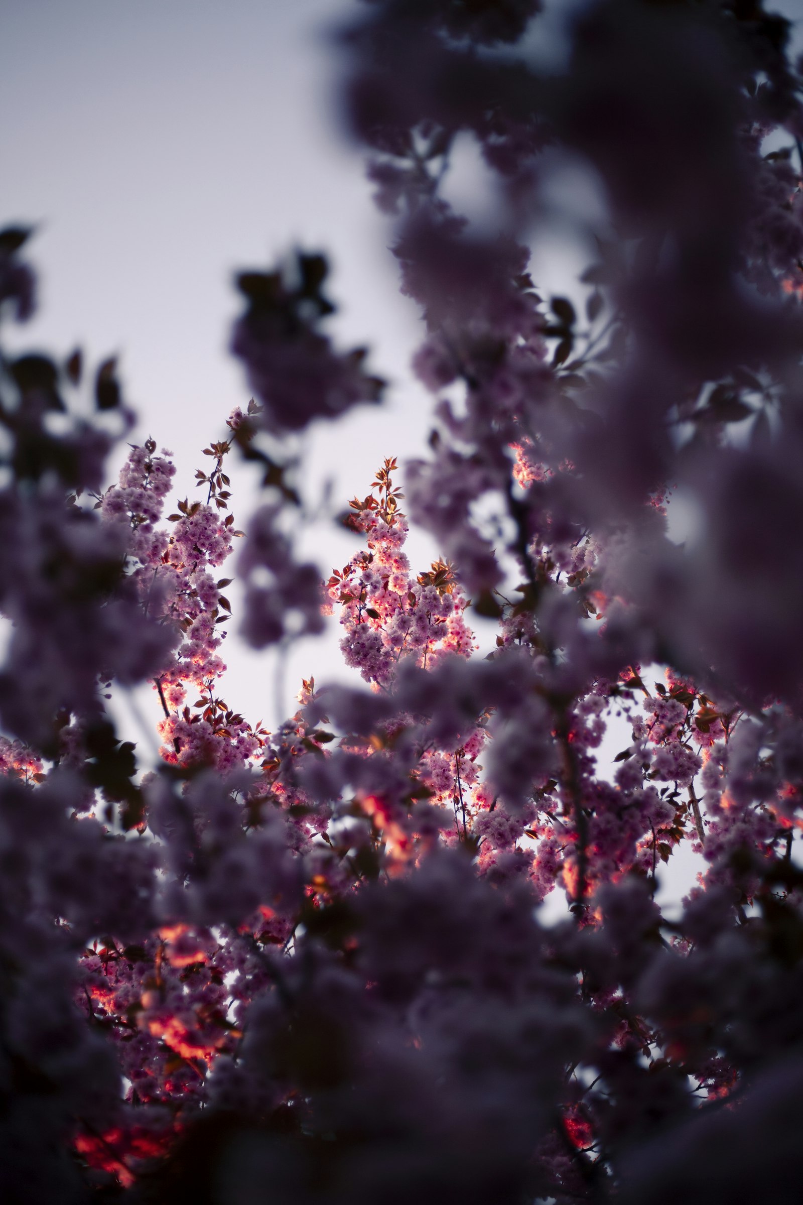 Canon EOS 5D Mark II sample photo. Purple-petaled flower photography