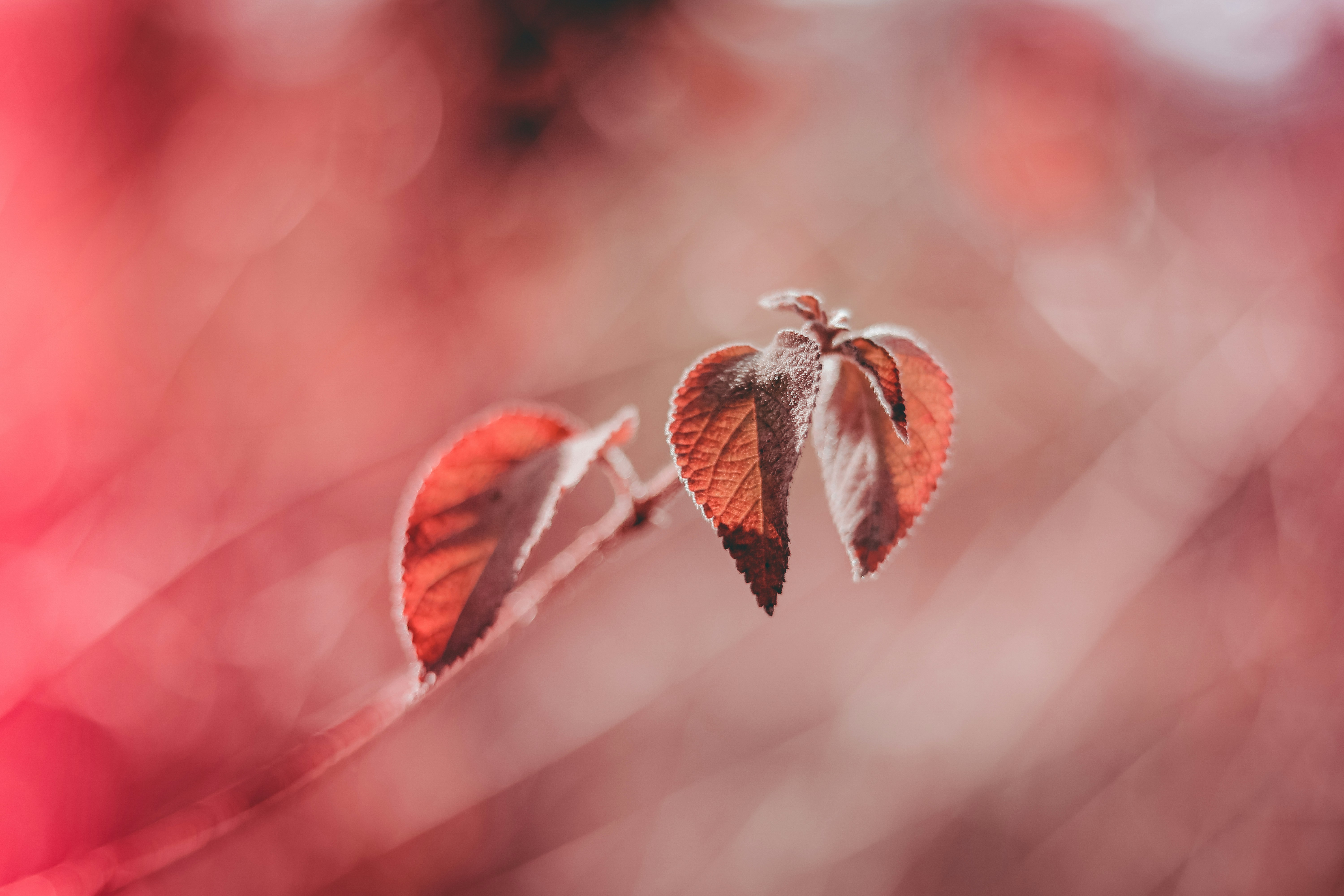 Photo by naveenprajapat