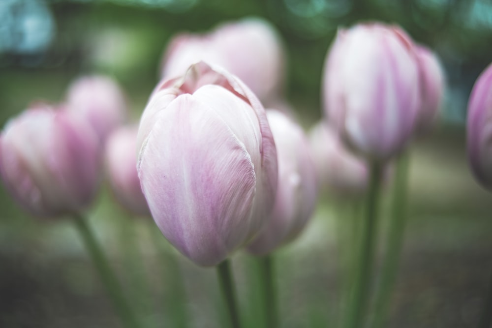 ピンクのチューリップの花