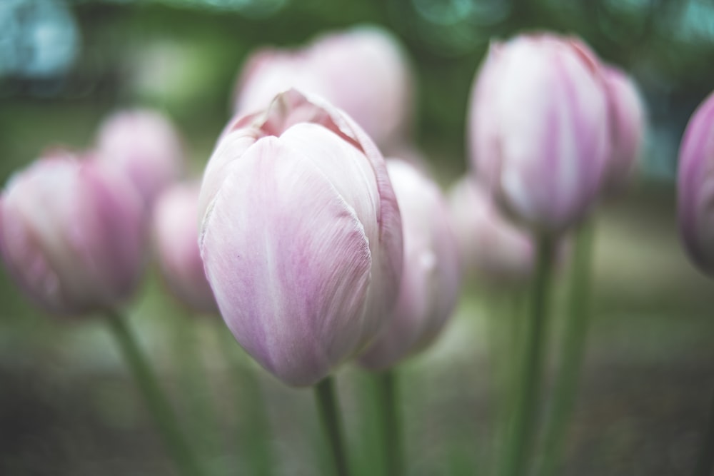 flores cor-de-rosa da tulipa