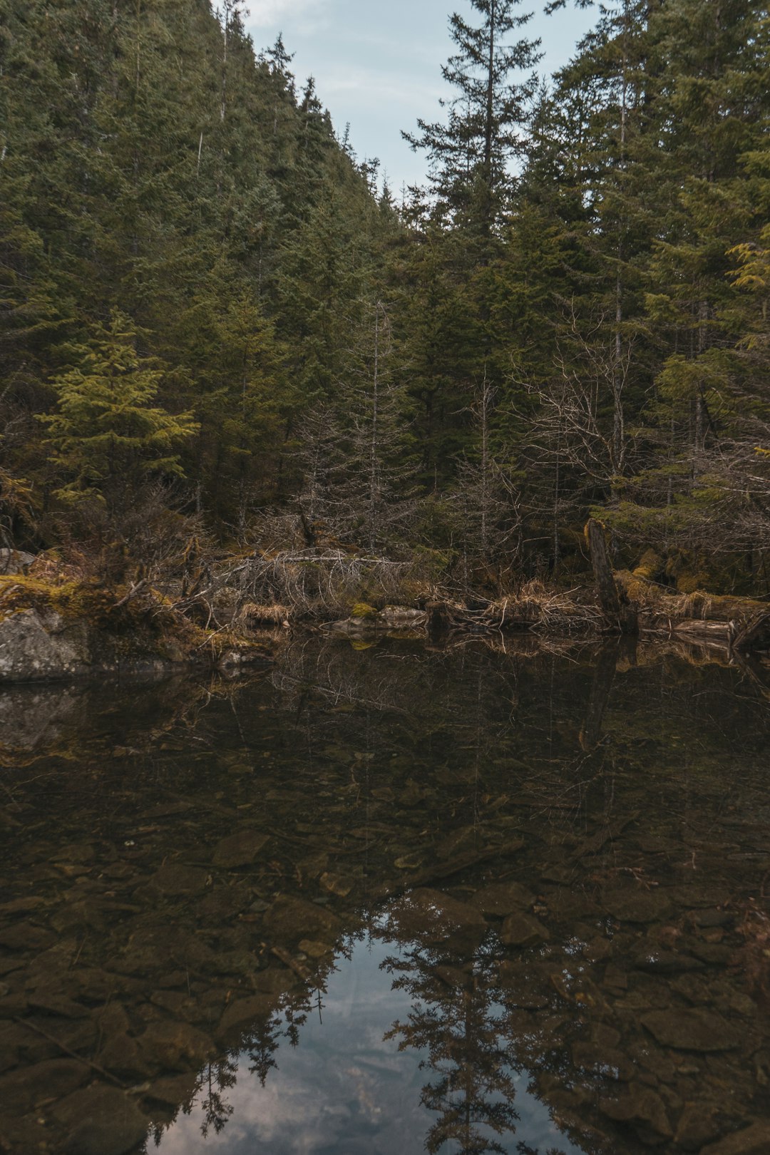 green trees near body of water