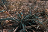 Dense foliage of pineapple plants covers the ground, with a few visible pineapples emerging from the leaves. The plants have long, pointed leaves with a mix of green and brown hues, indicating varying stages of growth and drying.