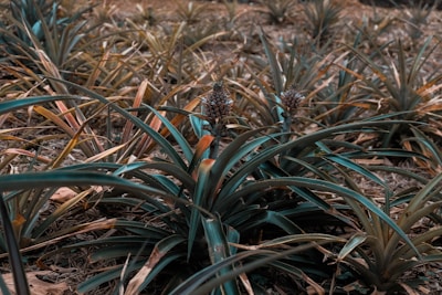 Dense foliage of pineapple plants covers the ground, with a few visible pineapples emerging from the leaves. The plants have long, pointed leaves with a mix of green and brown hues, indicating varying stages of growth and drying.