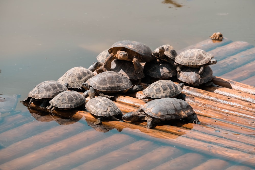 turtle lot in a wooden surface with water during daytime