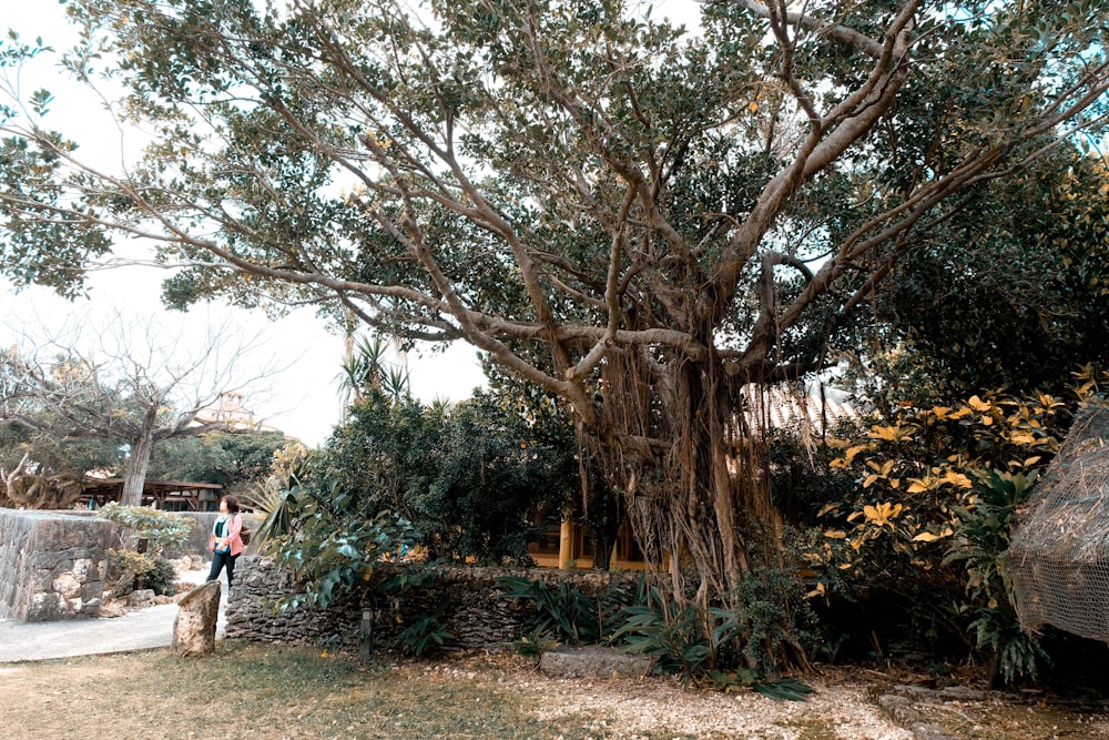 balete tree at the park