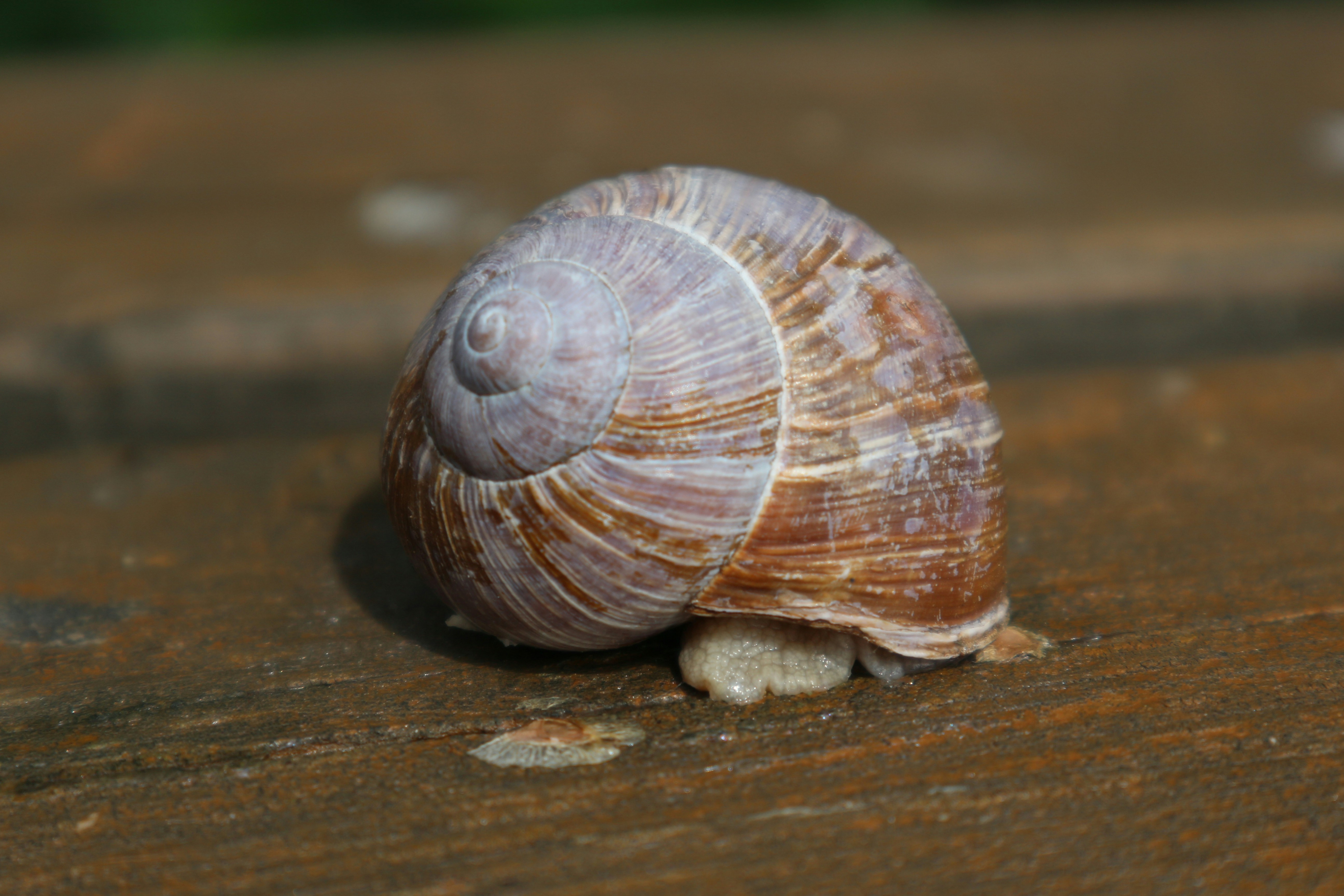 Bebbux Gourmet Snail Products