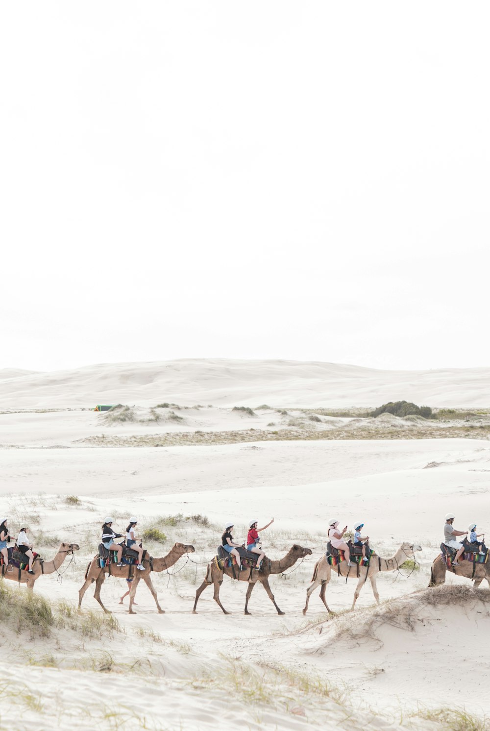 people riding on camels during daytime