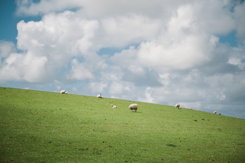 Photographie de moutons blancs