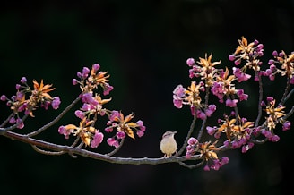 white bird surrounded purple petaled flower