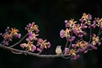 white bird surrounded purple petaled flower