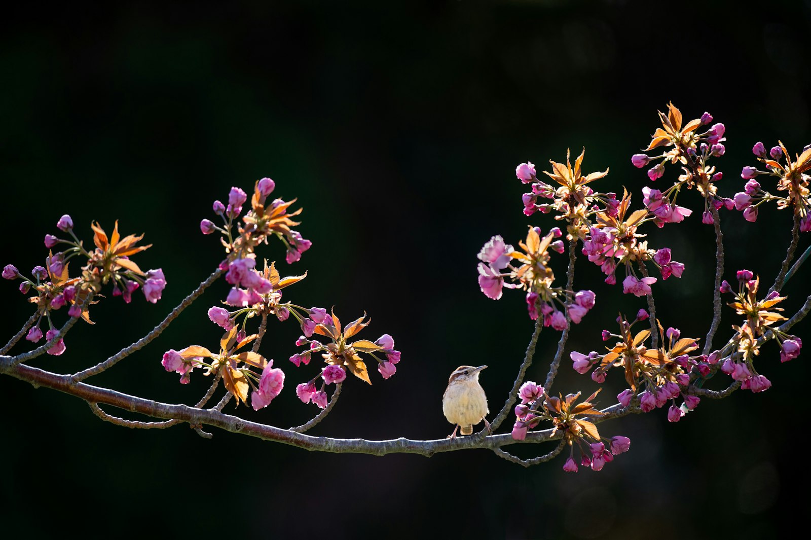 Nikon D4S + Nikon AF-S Nikkor 500mm F4G ED VR sample photo. White bird surrounded purple photography