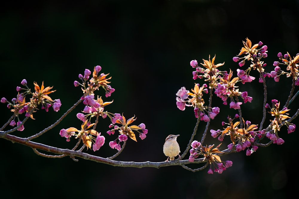 흰 새는 보라색 꽃잎 꽃을 둘러싸고 있습니다.