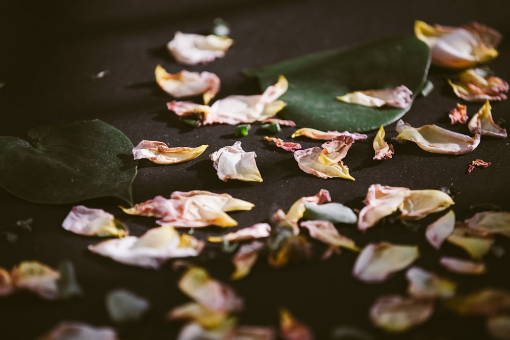 pink petals on floor