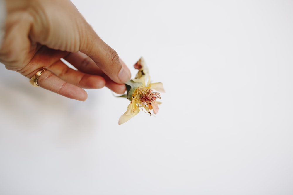 yellow petaled flower