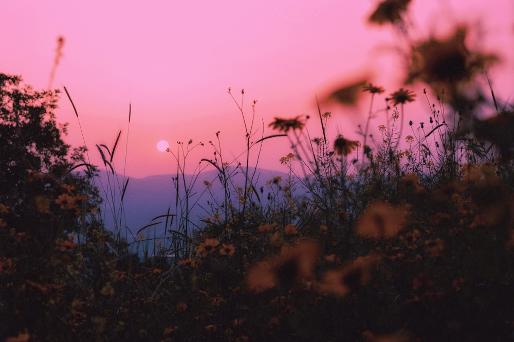 the sun is setting over a field of wildflowers